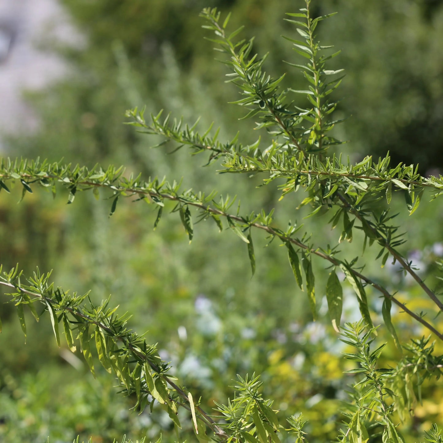 VERVEINE D'ARGENTINE MENTHOL HOLLYWOOD AB - PLANT