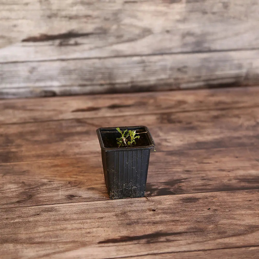 VERVEINE OFFICINALE AB - PLANT