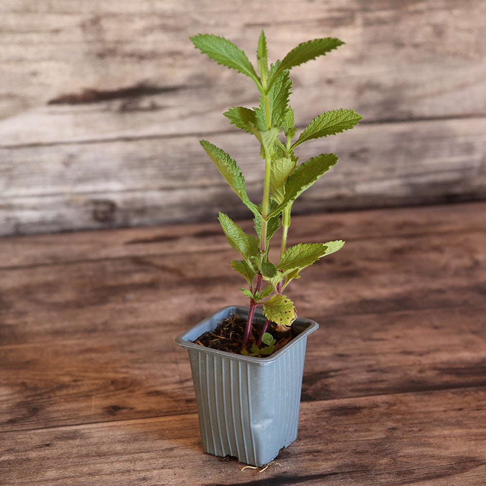 VERVEINE DE BUENOS AIRES - PLANT