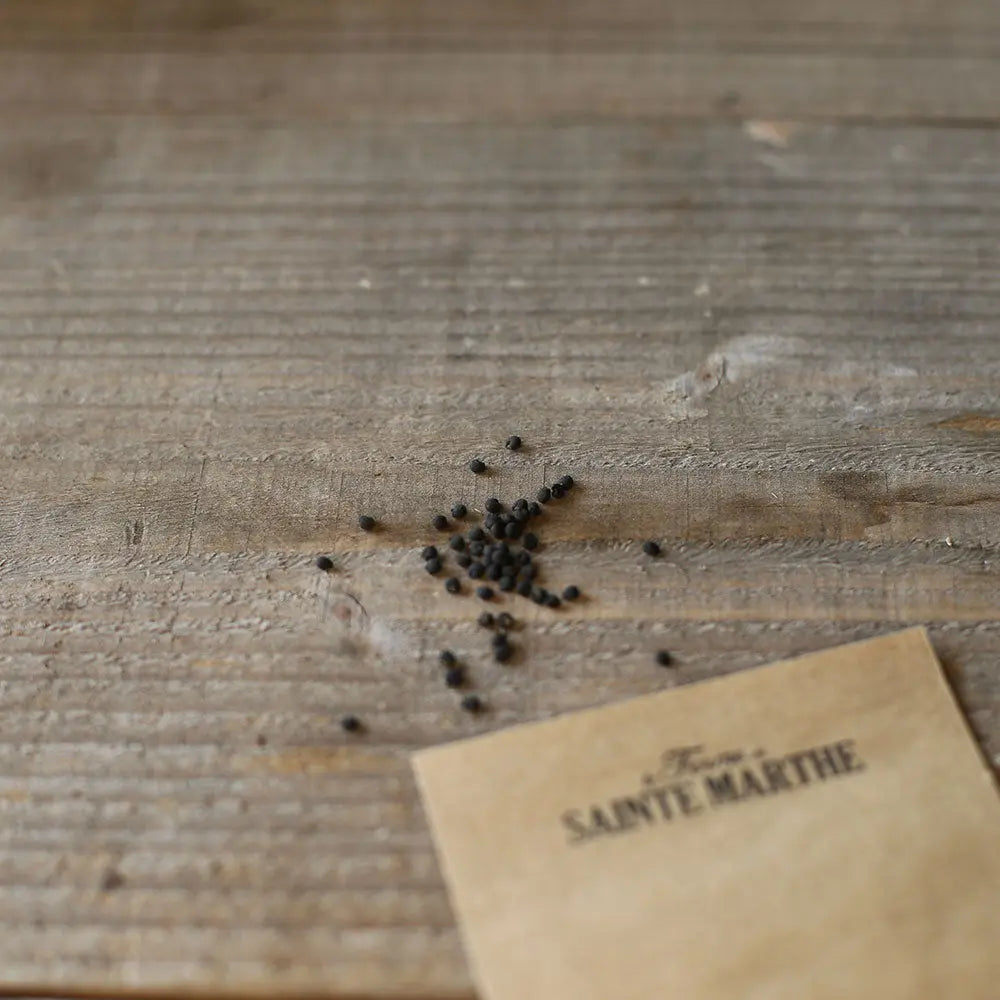Graines d'ail des ours bio – La Ferme de Sainte Marthe