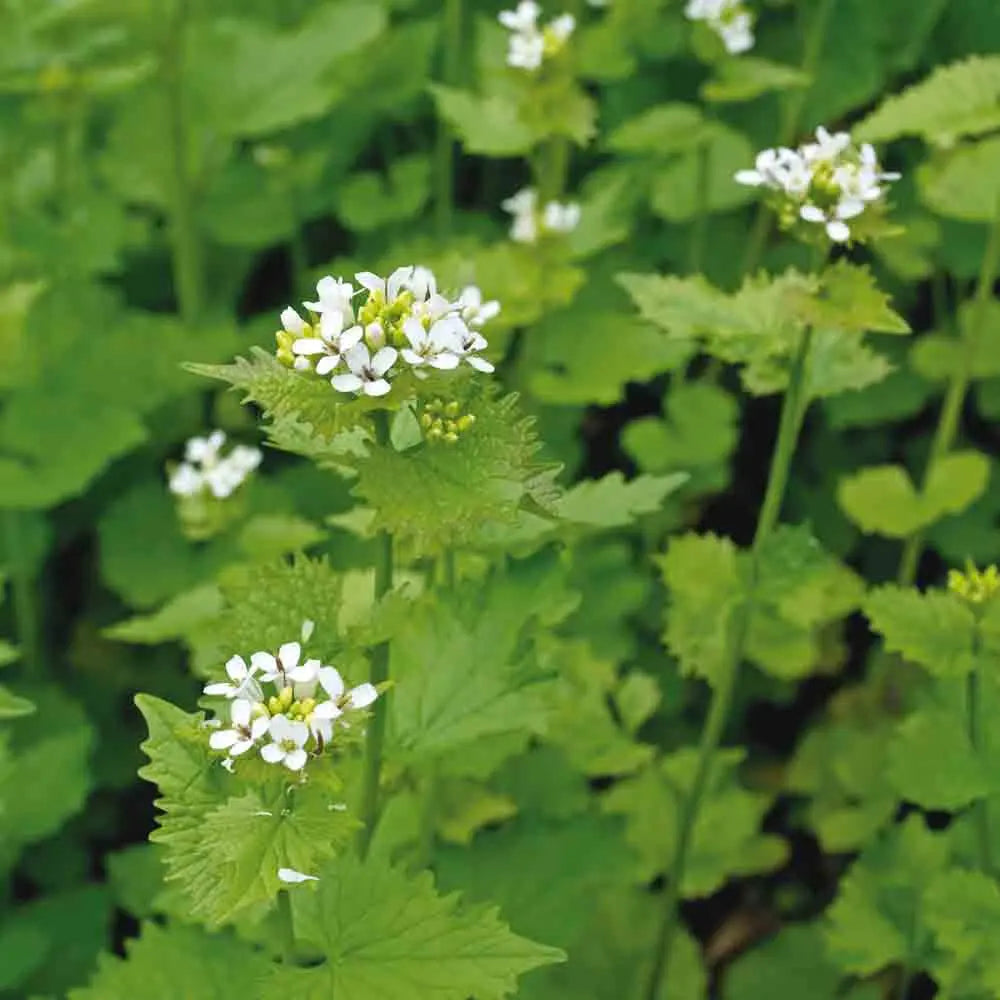 Graines d'alliaire officinale bio – La Ferme de Sainte Marthe