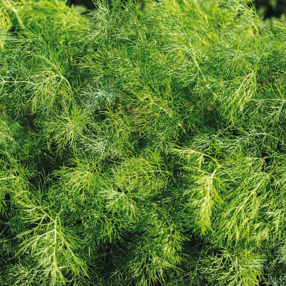 Graines d'aneth bouquet bio – La Ferme de Sainte Marthe