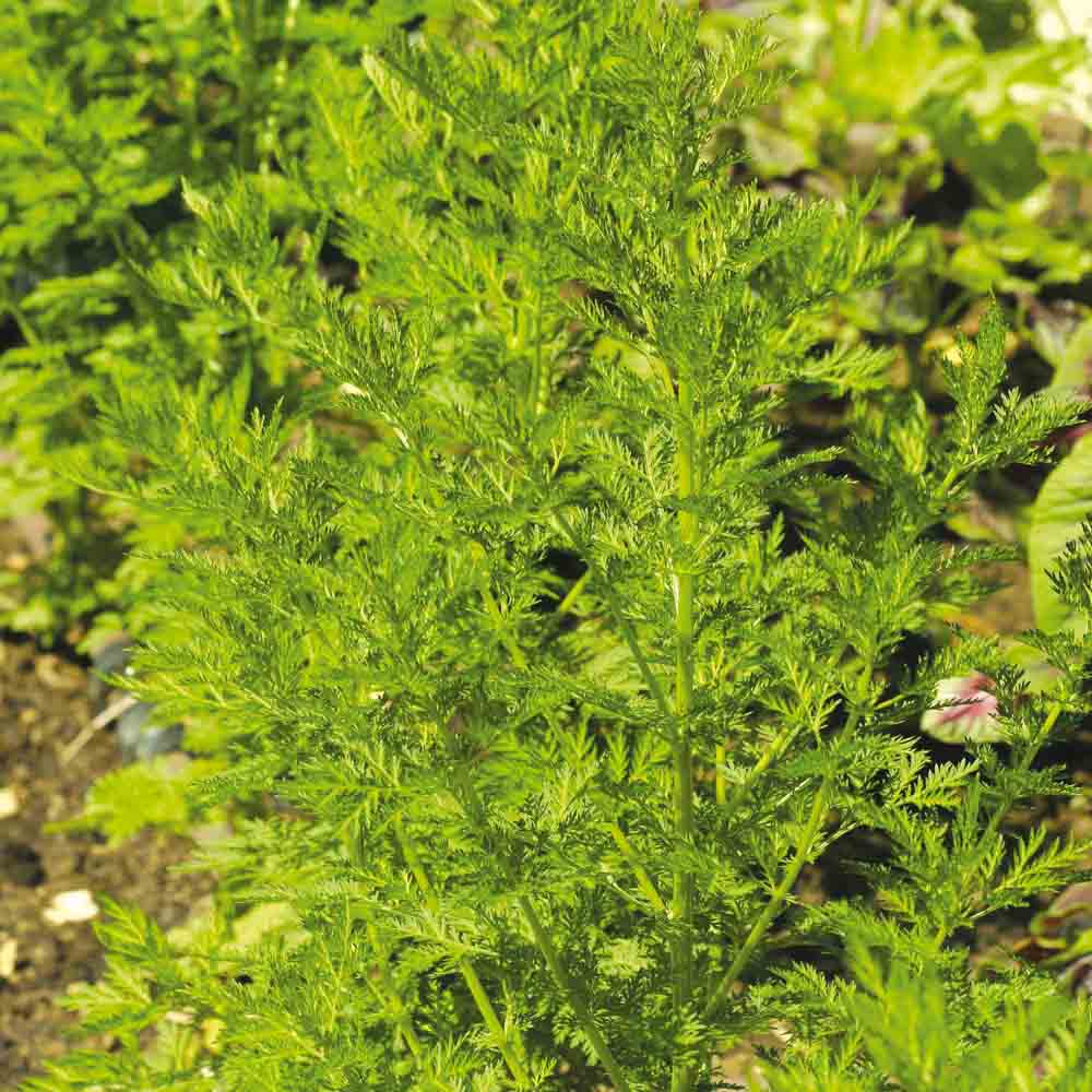 Graines d'armoise annuelle artemisia bio – La Ferme de Sainte Marthe