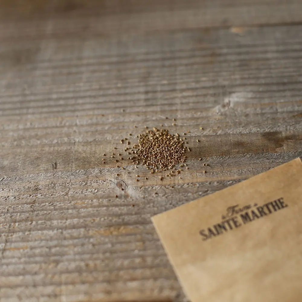 Graines de céleri à couper bio – La Ferme de Sainte Marthe