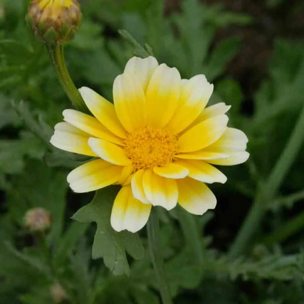 Graines de Chrysanthème Comestible Bio – La Ferme de Sainte Marthe