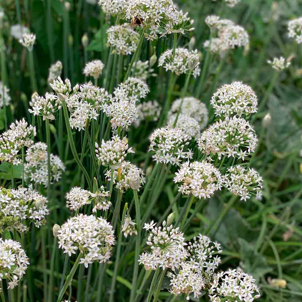 Graines de ciboule de chine bio – La Ferme de Sainte Marthe
