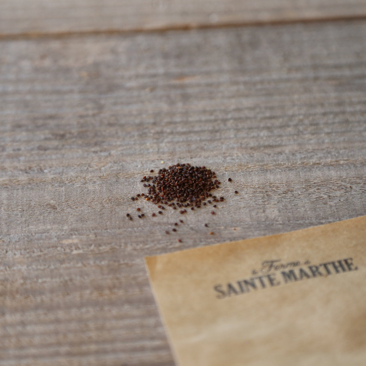 Graines de cochléaire officinale bio – La Ferme de Sainte Marthe