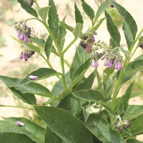 Graines de consoude officinale bio – La Ferme de Sainte Marthe