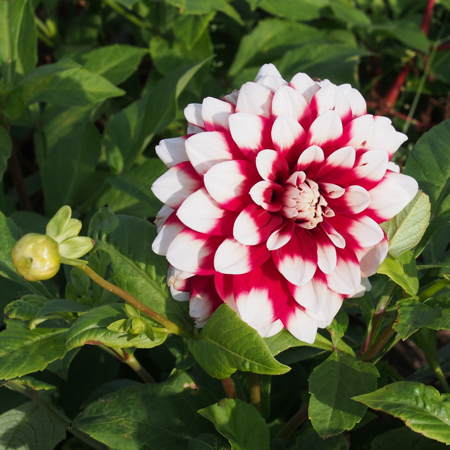 DAHLIA DECORATIF DUET AB