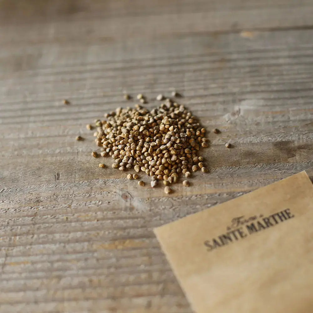 Graines d'épinard bio – La Ferme de Sainte Marthe