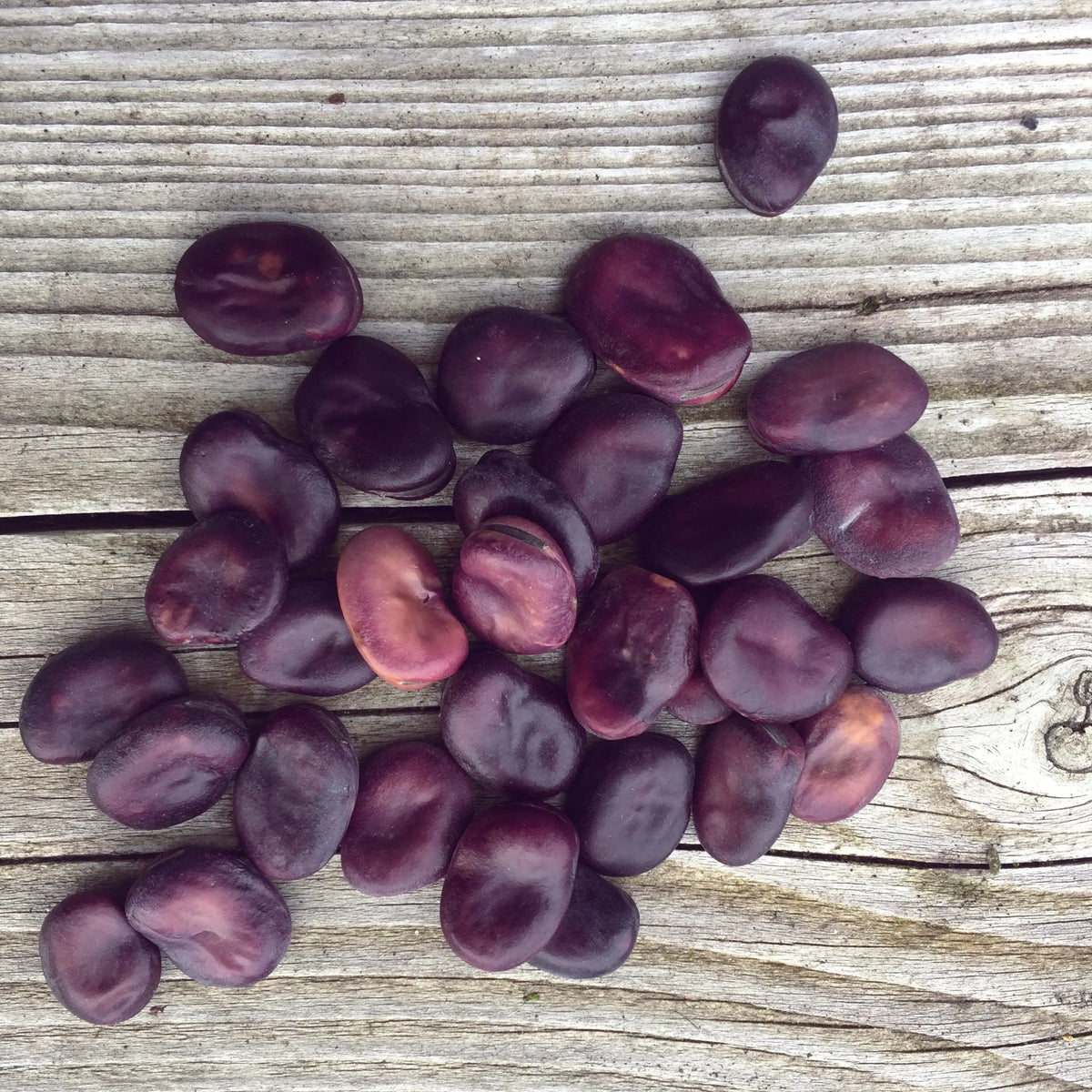 Graines de fève extra précoce à grano violetto bio – La Ferme de Sainte Marthe