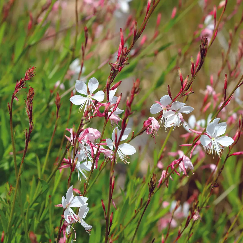 Graines de gaura bio – La Ferme de Sainte Marthe