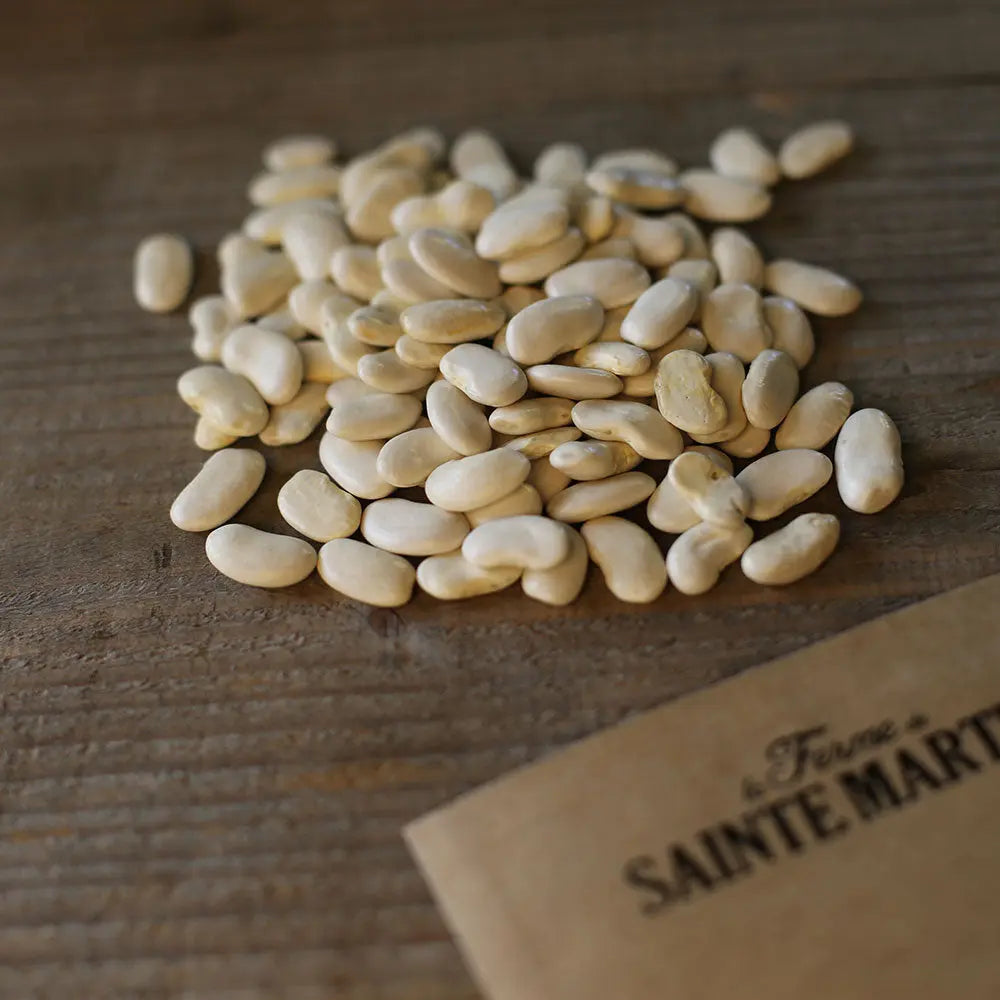 Graines de haricot à rames maïs à écosser bio – La Ferme de Sainte Marthe