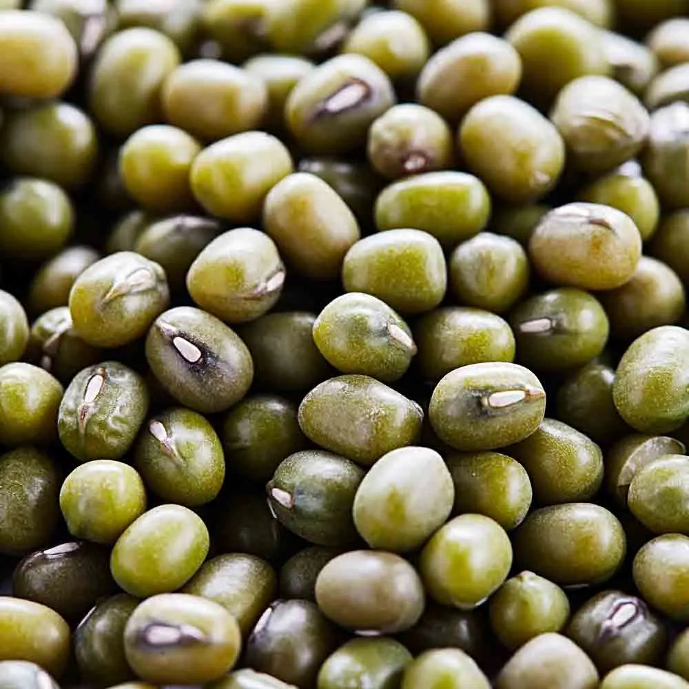 Graines de haricot mungo vert bio – La Ferme de Sainte Marthe