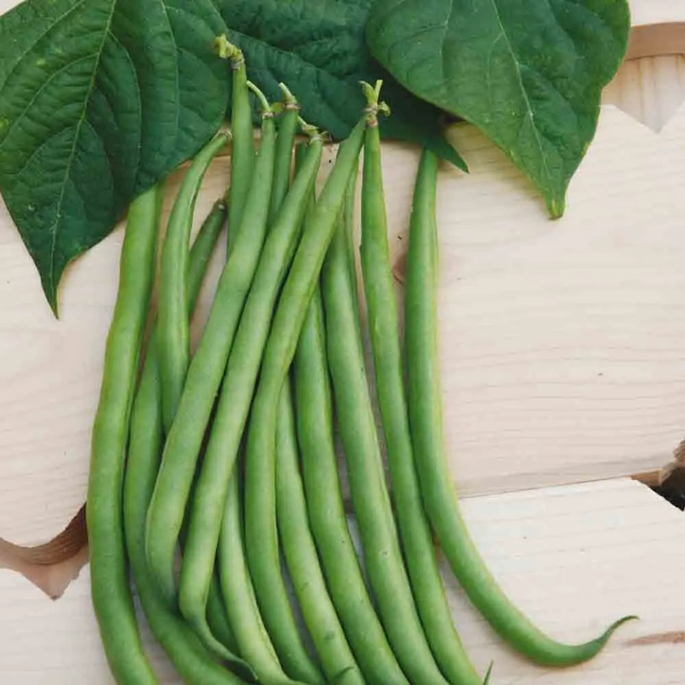 Graines de haricot nain autan bio – La Ferme de Sainte Marthe
