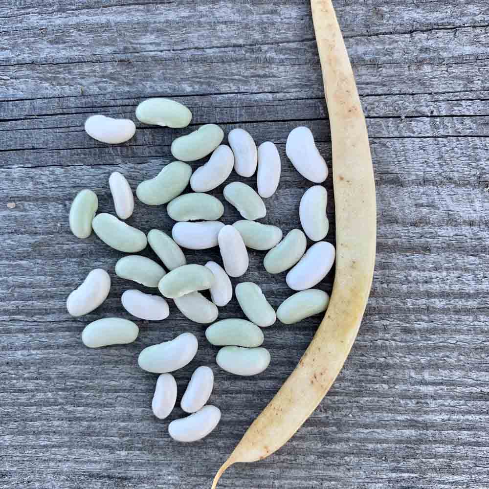 Graines de haricot nain flageolet chevrier vert à écosser bio – La Ferme de Sainte Marthe