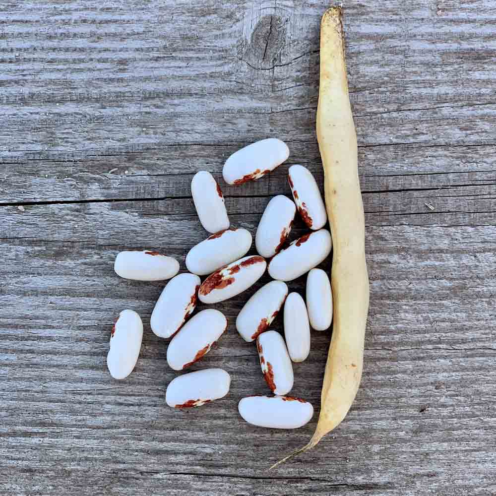 Graines de haricot nain saint-esprit à œil rouge à écosser bio – La Ferme de Sainte Marthe