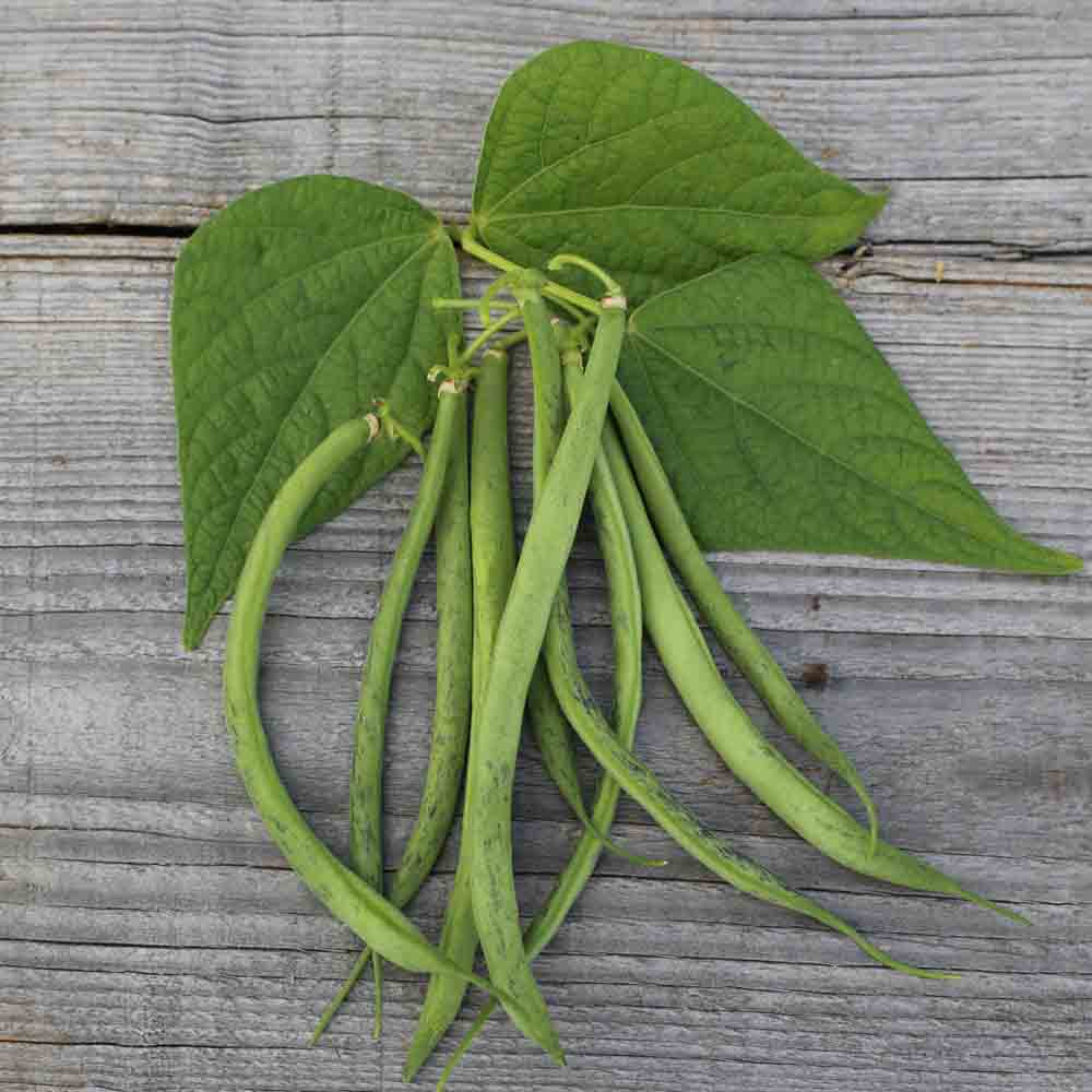 Graines de haricot nain triomphe de farcy bio – La Ferme de Sainte Marthe