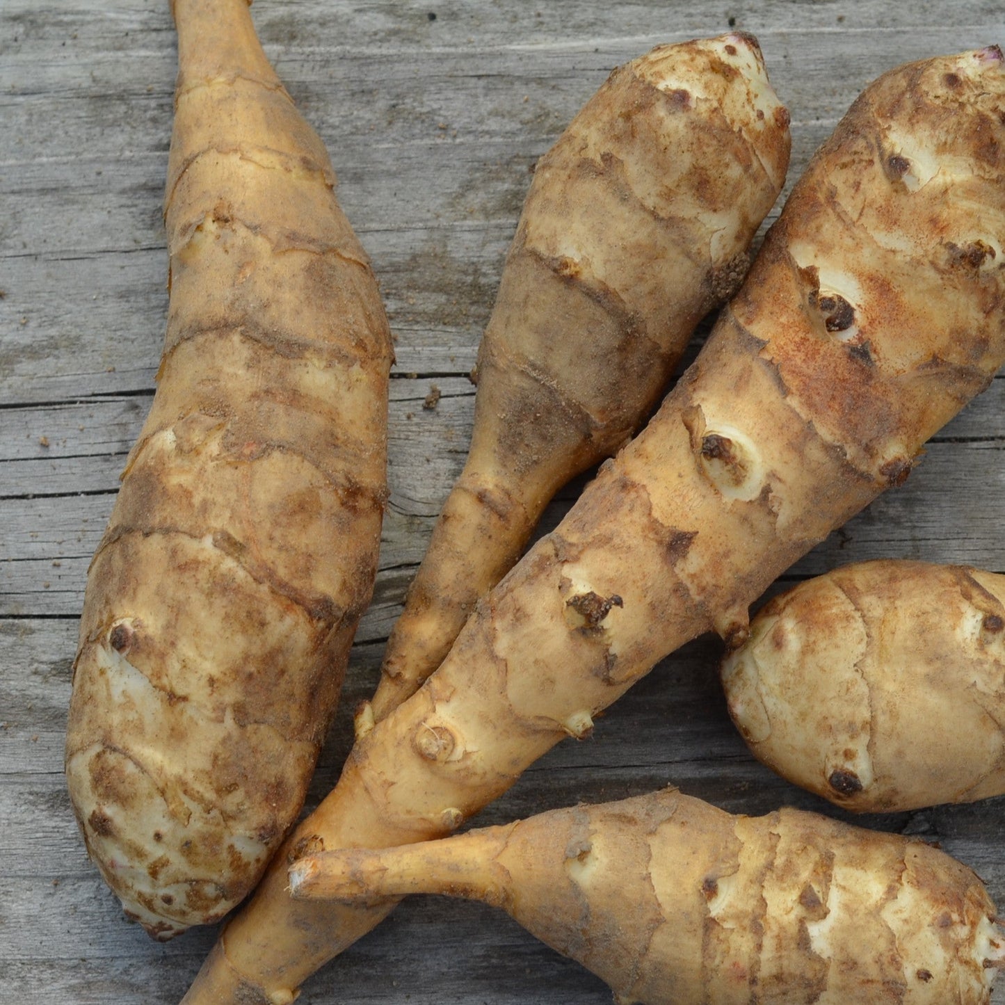 HÉLIANTI AB - PLANT