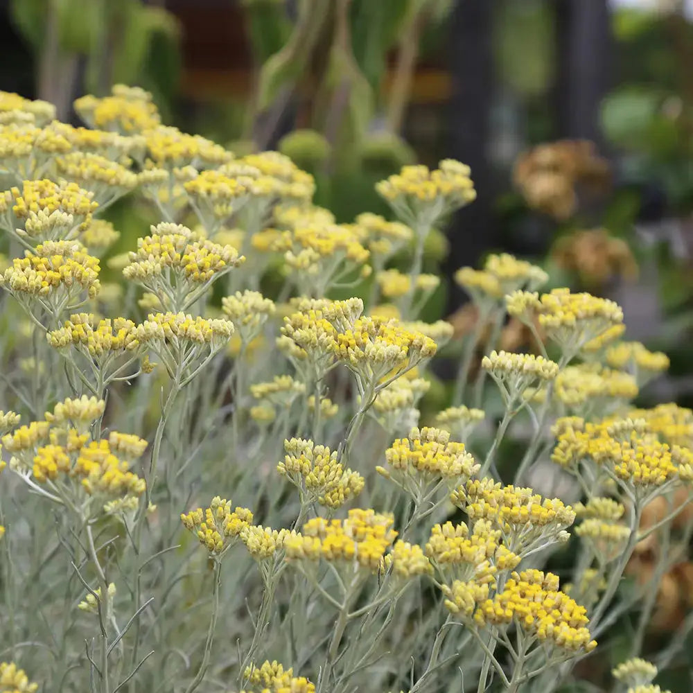 Graines d'hélichryse plante curry bio – La Ferme de Sainte Marthe