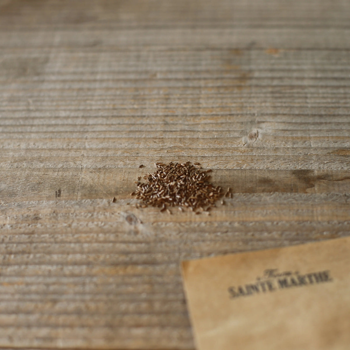 Graines d'immortelle à grande bractée sylver pink bio – La Ferme de Sainte Marthe