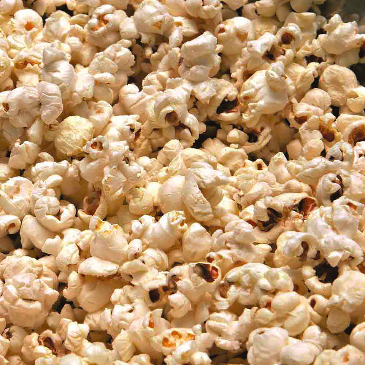 Graines de maïs pop corn cinema bio – La Ferme de Sainte Marthe