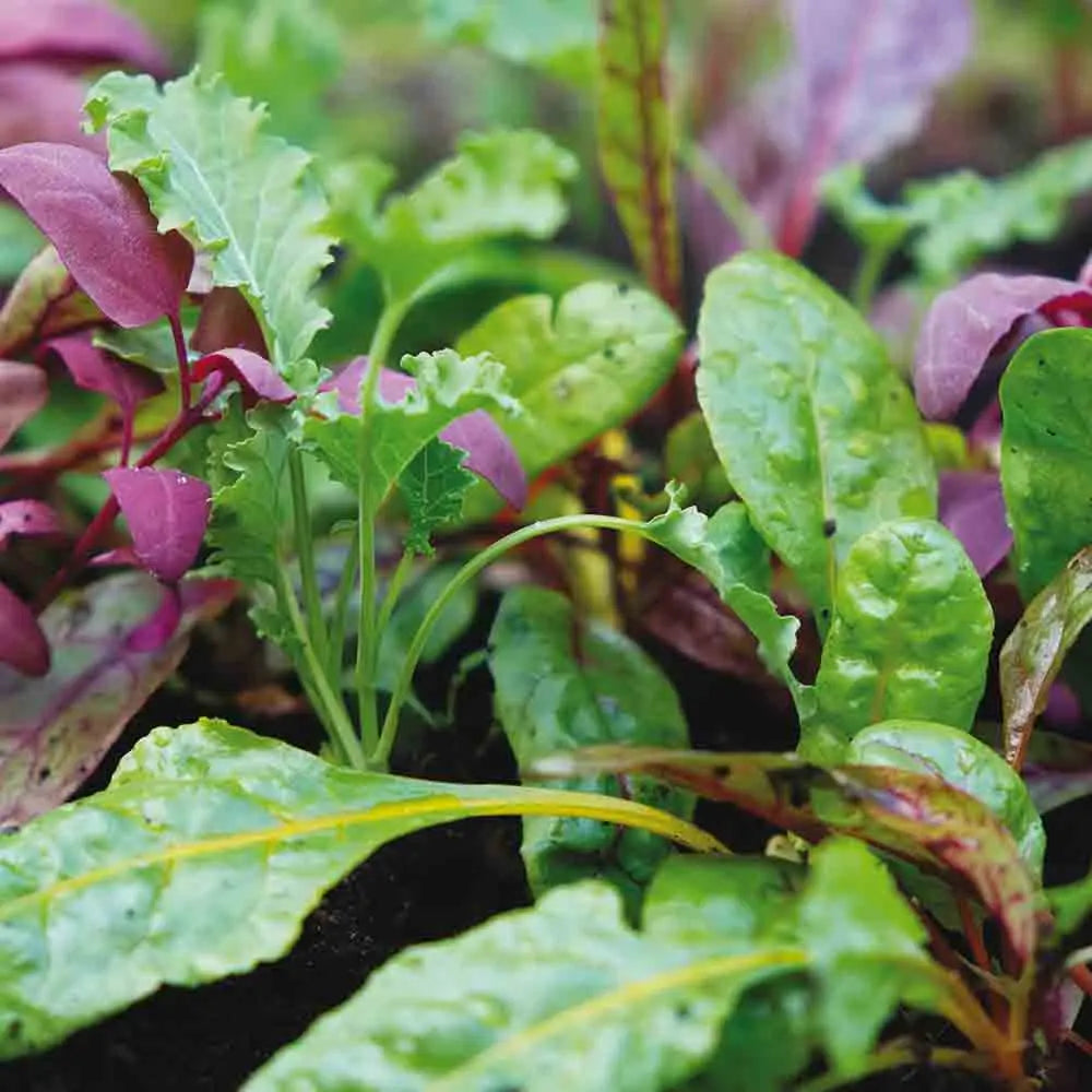Graines de mélange jeunes pousses rainbow smoothie bio – La Ferme de Sainte Marthe