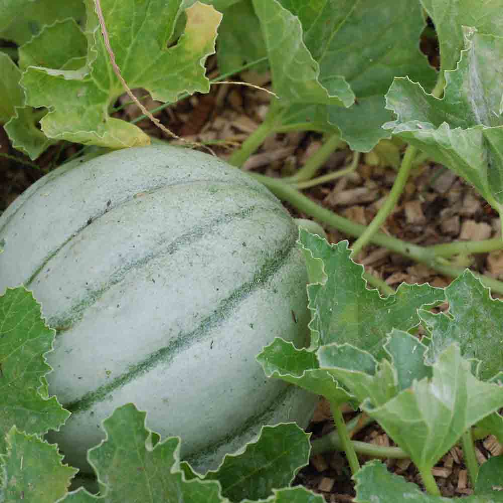 Graines de melon ancien vieille france bio – La Ferme de Sainte Marthe
