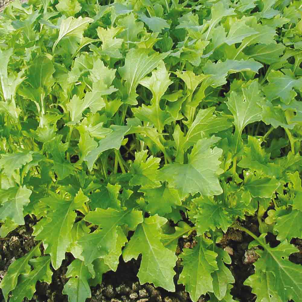 Graines de namenia bio – La Ferme de Sainte Marthe