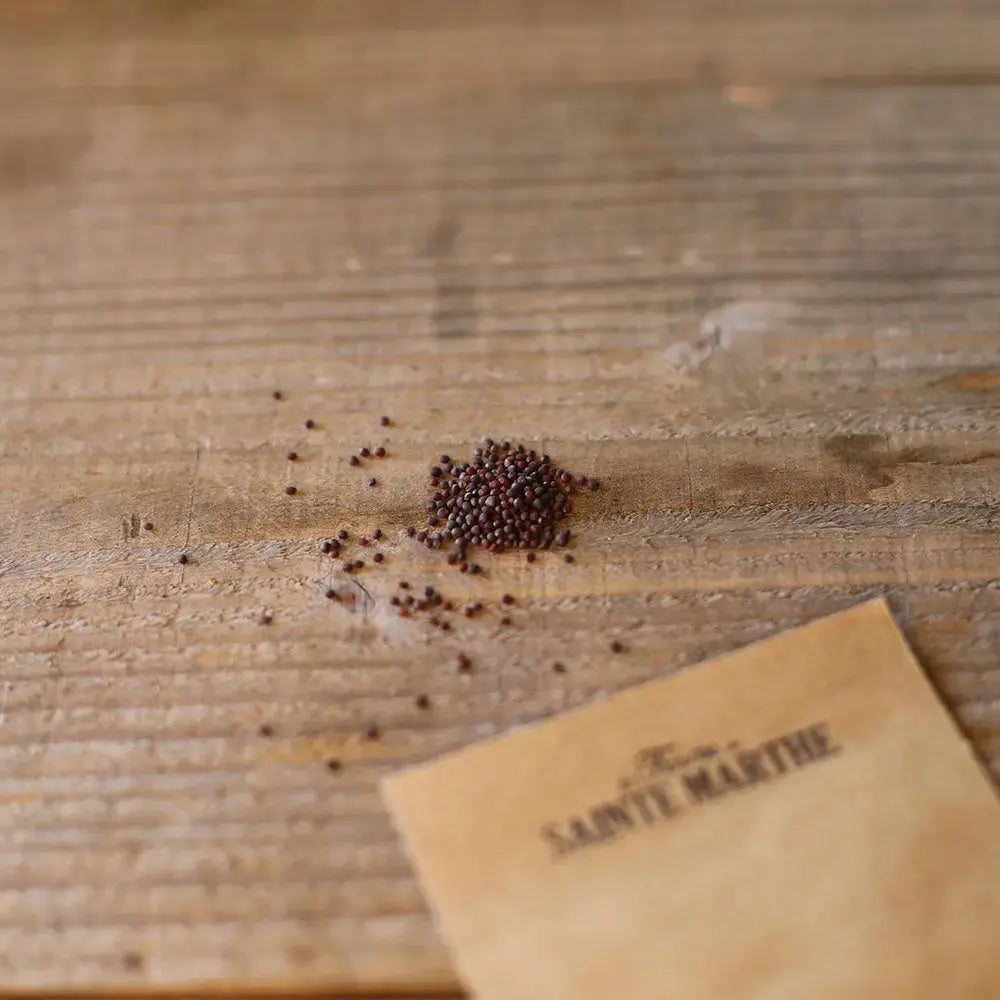 Graines de navet noir long bio – La Ferme de Sainte Marthe