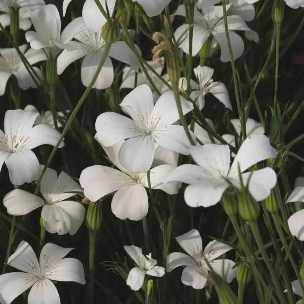 Graines de nielle des blés ocean pearl bio – La Ferme de Sainte Marthe