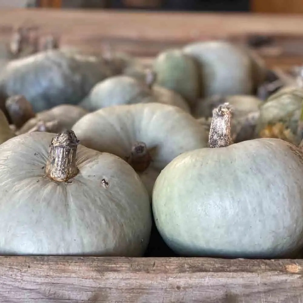 Graines de potiron bleu de hongrie bio – La Ferme de Sainte Marthe
