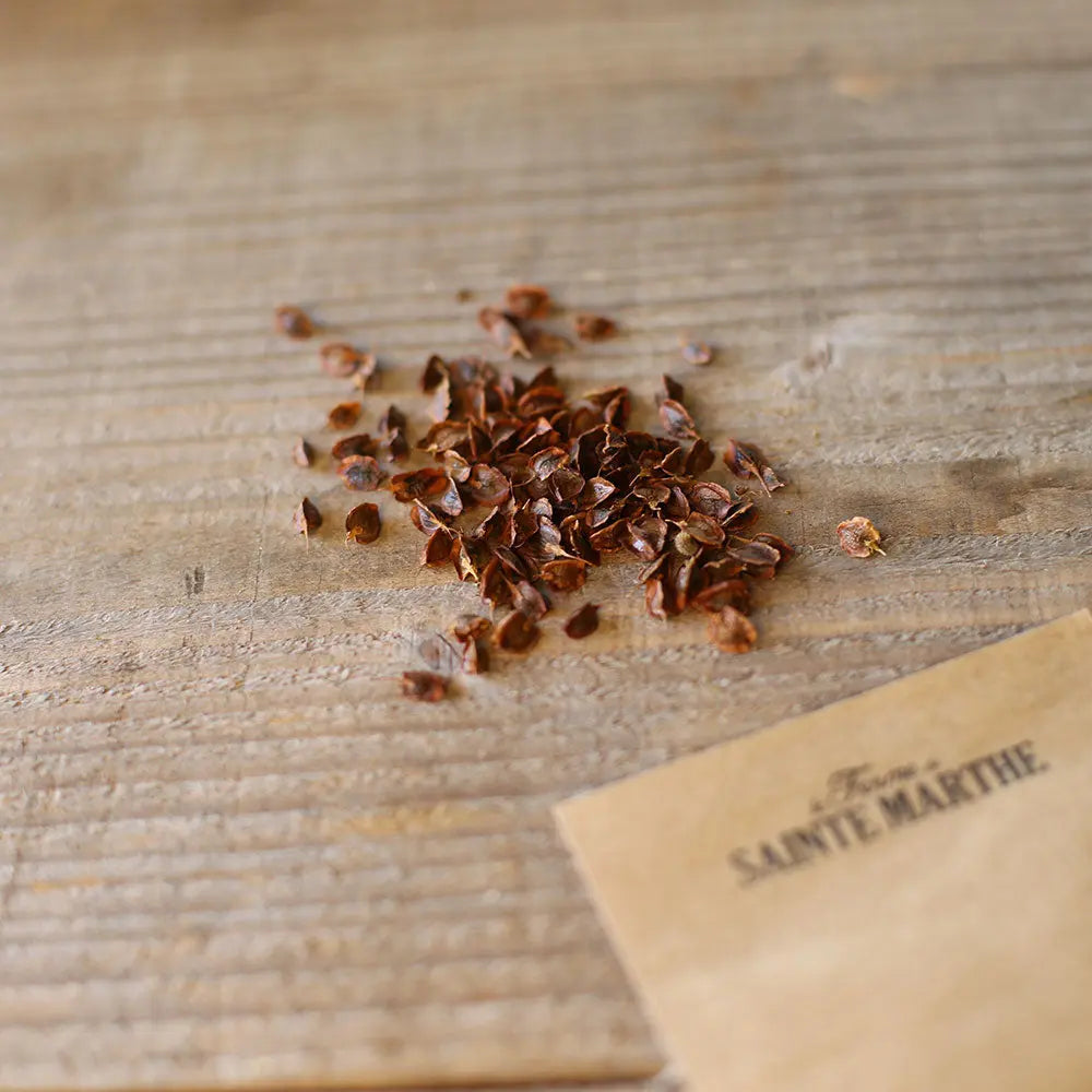 Graines de rhubarbe victoria bio – La Ferme de Sainte Marthe