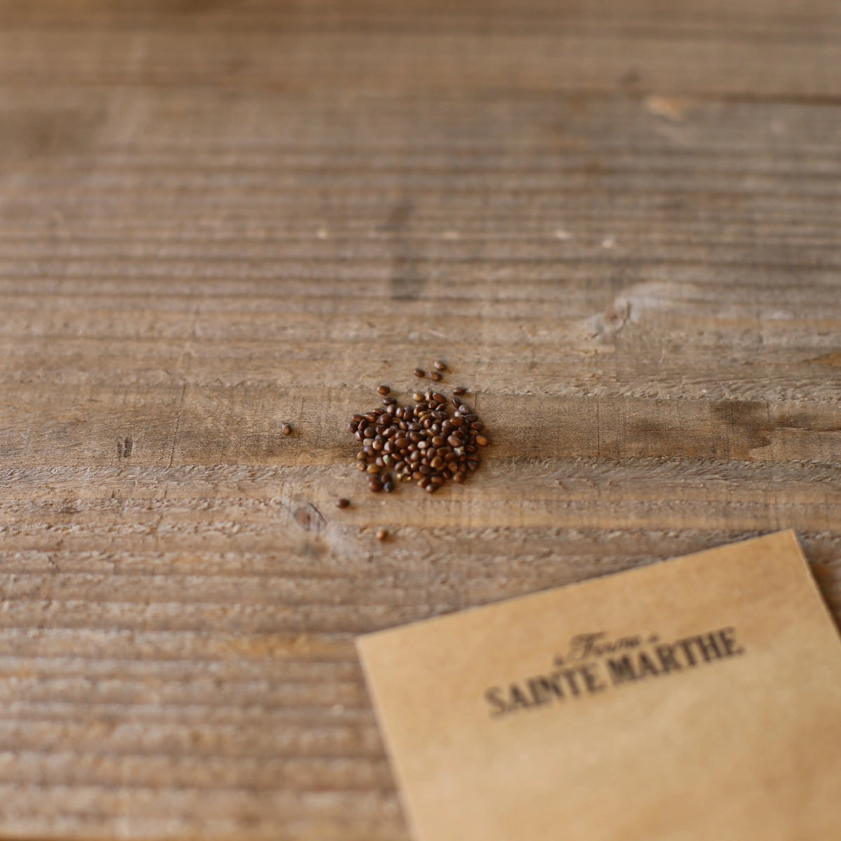 Graines de sauge – La Ferme de Sainte Marthe