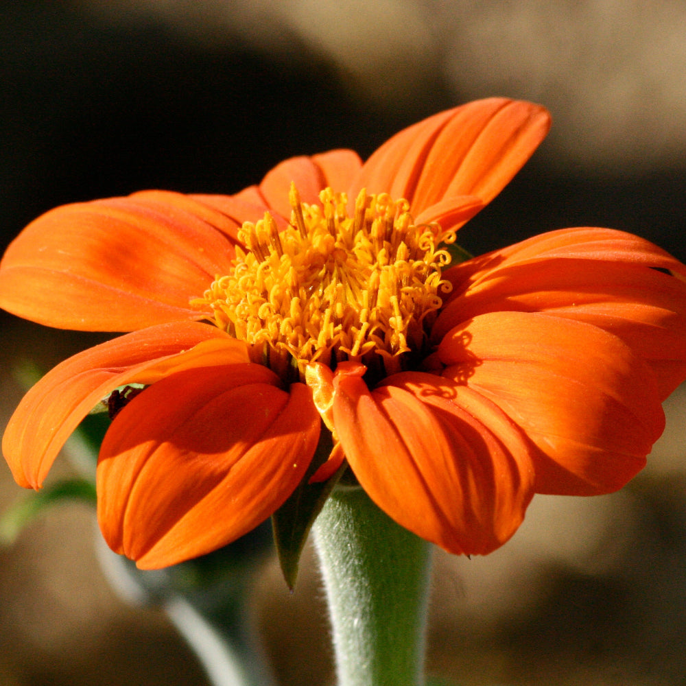 Graines de soleil du mexique bio – La Ferme de Sainte Marthe