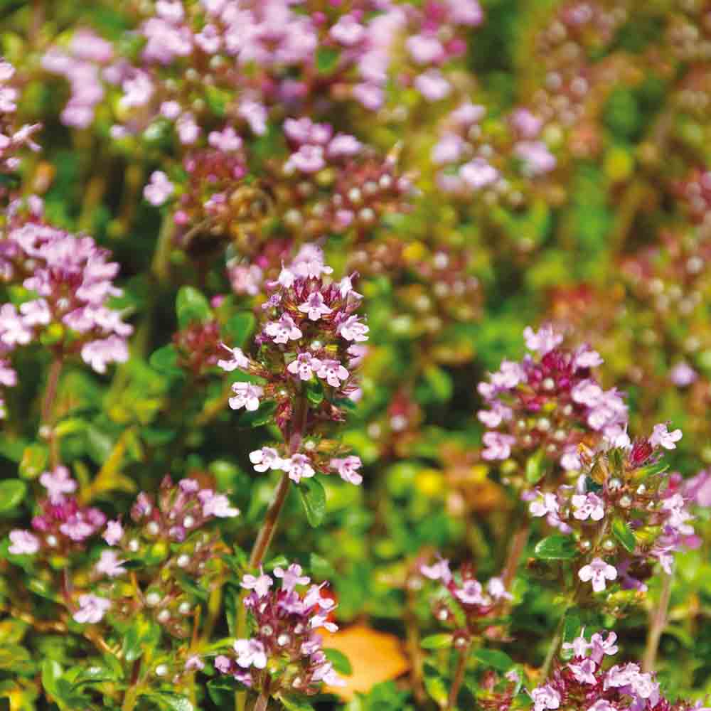 Graines de thym faux pouliot bio – La Ferme de Sainte Marthe