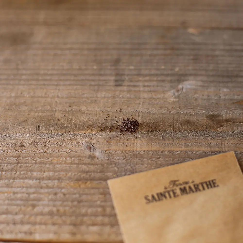 Graines de thym faux pouliot bio – La Ferme de Sainte Marthe