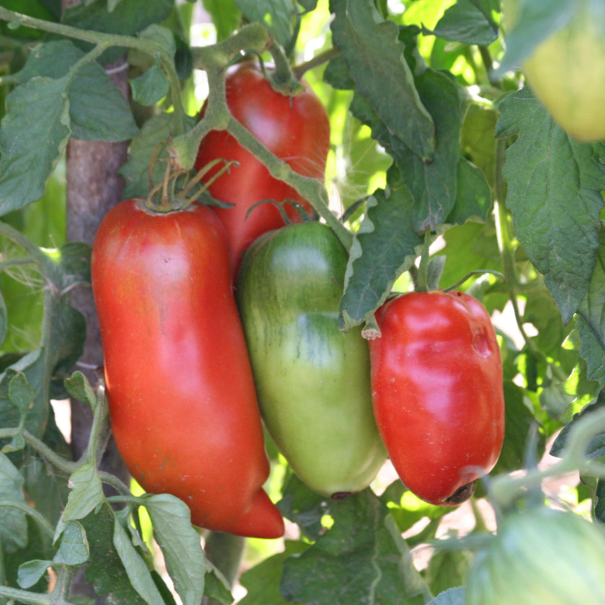Graines de tomate andine cornue bio – La Ferme de Sainte Marthe