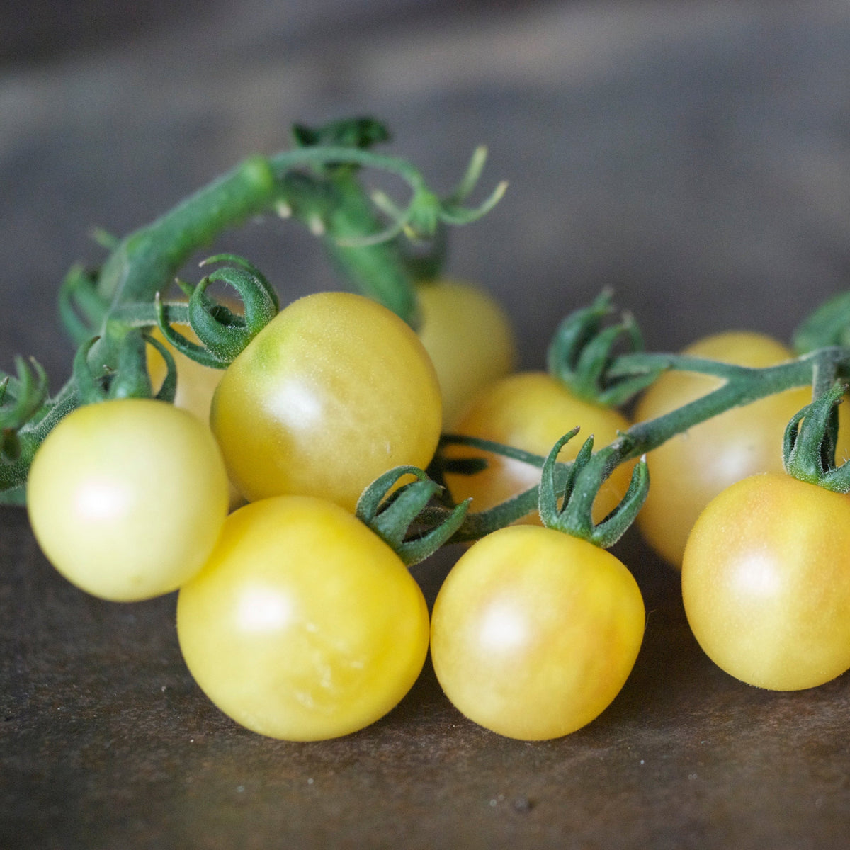 Graines de tomate mirabelle blanche bio – La Ferme de Sainte Marthe