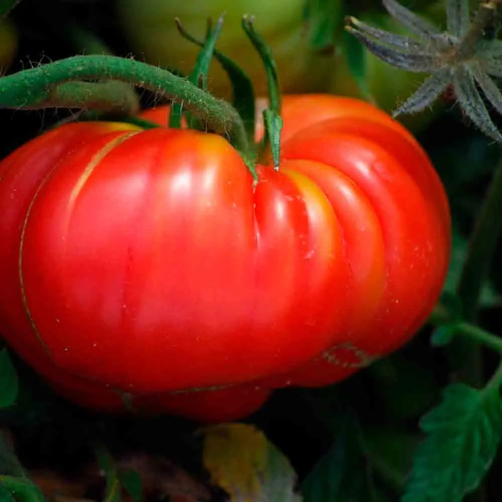 Graines de tomate potiron écarlate bio – La Ferme de Sainte Marthe