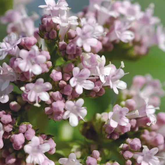 Graines de valériane officinale bio – La Ferme de Sainte Marthe