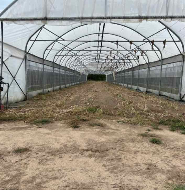 Nettoyage des tunnels avant de nouvelles cultures de poireaux et de choux qui seront récoltés l’été prochain