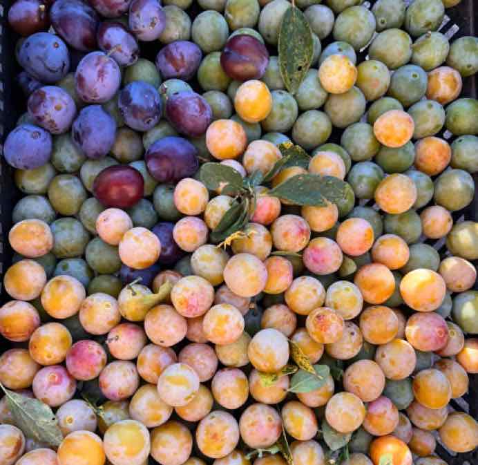 Récolte des prunes 