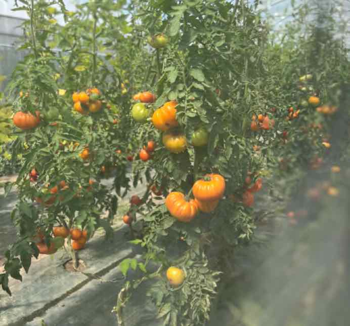Les tomates mûrissent 