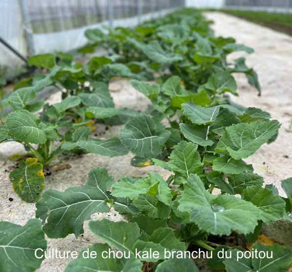 Culture du chou kale branchu du poitou