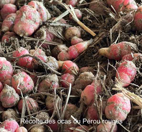 Récolte des ocas du Pérou 
