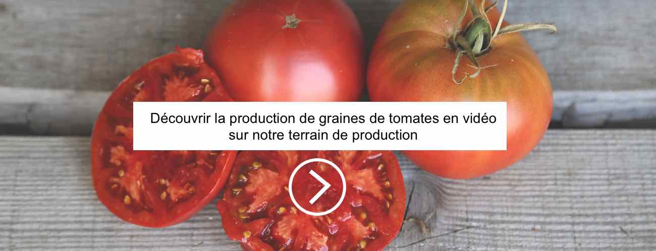 Vidéo de
												production de graines de tomates à la Ferme de Sainte 
												Marthe