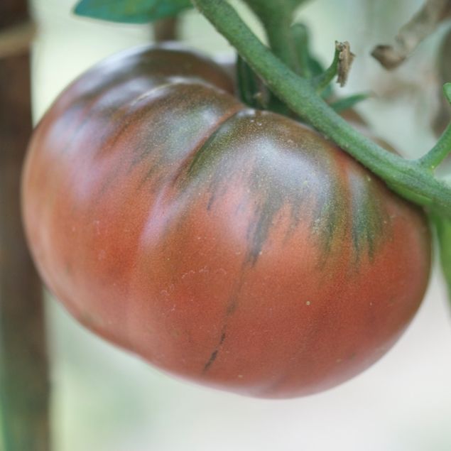 TOMATE BLACK FROM TULA AB