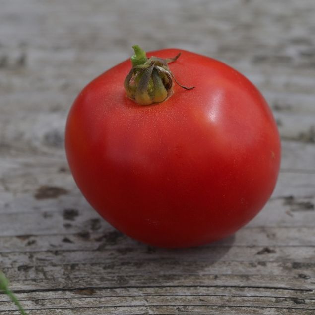 L'Arkansas Traveller Rouge Heirloom Tomate Rendement Riche idéal pour produit