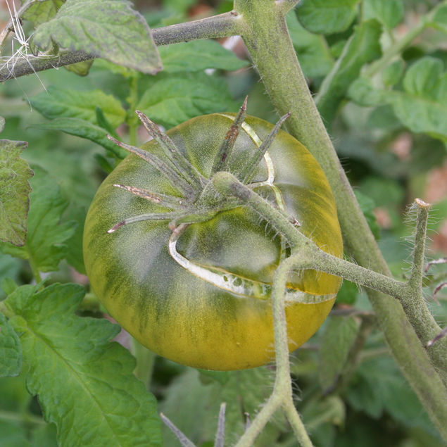 TOMATE AUNT RUBY´S GERMAN GREEN AB